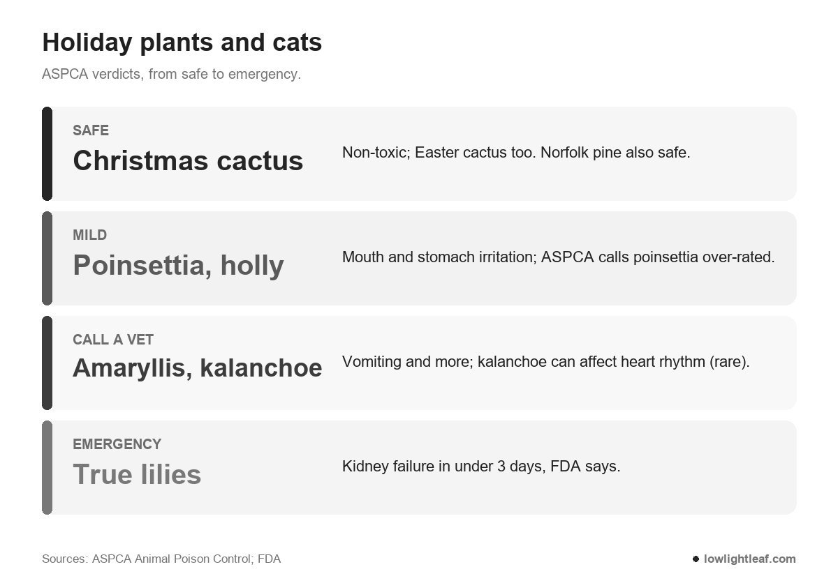 Is Christmas cactus toxic to cats: ASPCA says no; poinsettia and holly are mild, amaryllis and kalanchoe need a vet, true lilies are an emergency
