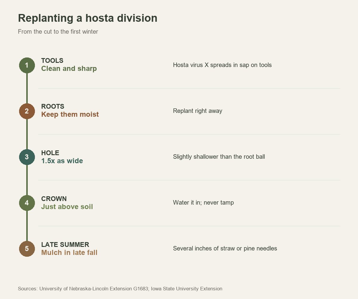Five steps for replanting a hosta division, from clean tools to a late-fall mulch