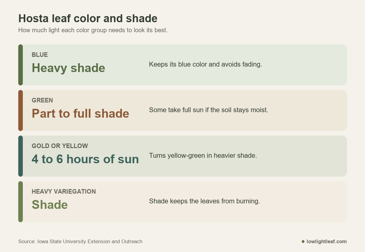 Best hostas for shade by leaf color: blue needs heavy shade, green part to full shade, gold 4 to 6 hours of sun, heavy variegation shade