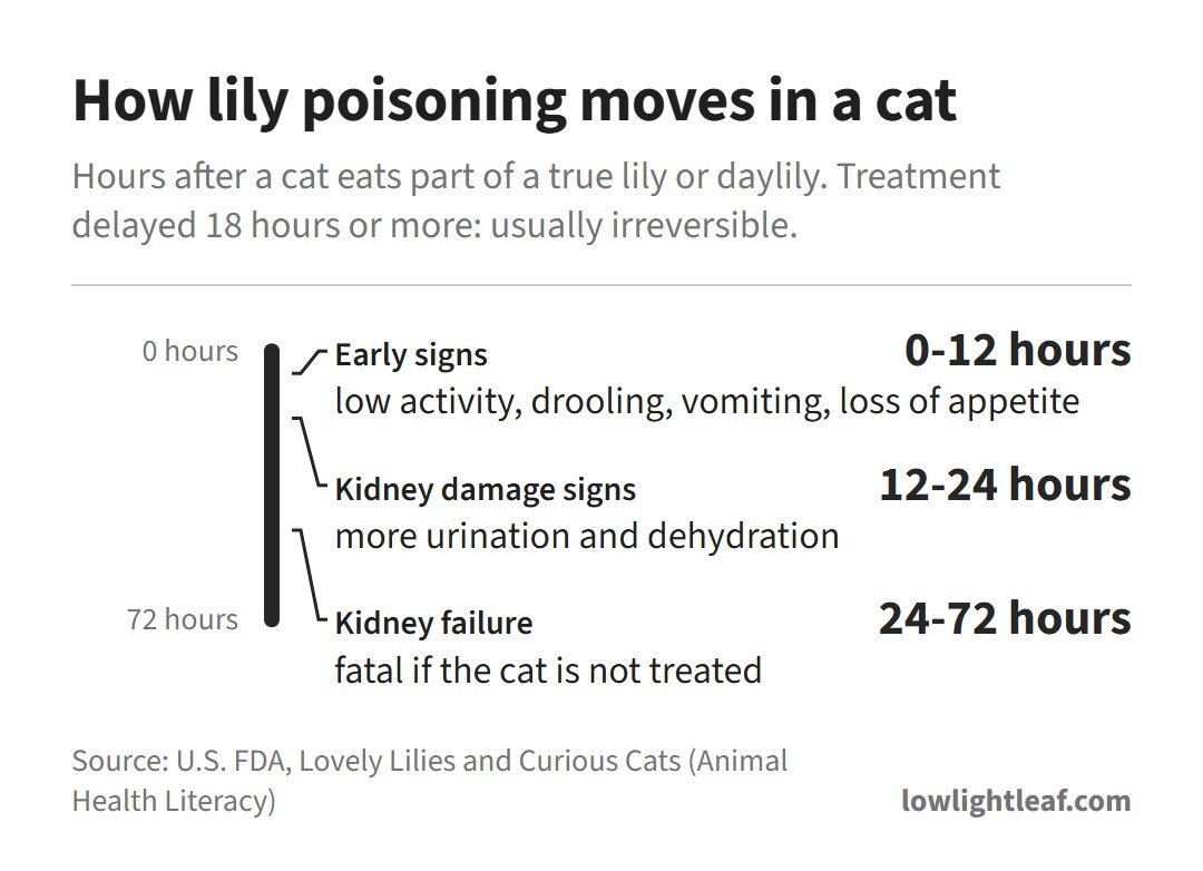 Lily poisoning timeline in cats from the FDA: early signs 0-12 hours, kidney damage signs 12-24 hours, kidney failure 24-72 hours