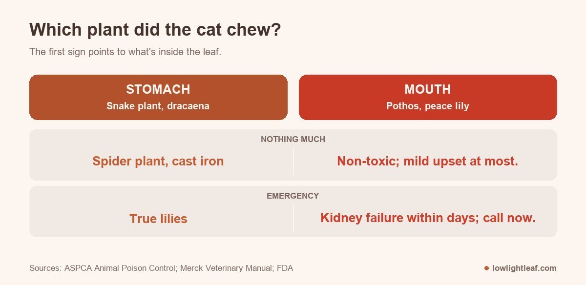Is snake plant toxic to cats: snake plant and dracaena upset the stomach, pothos and peace lily cause mouth pain, spider plant and cast iron plant are non-toxic, true lilies are an emergency