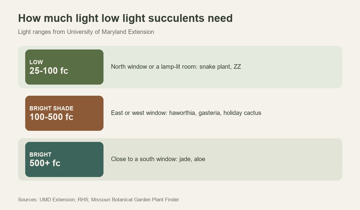 Three light bands for low light succulents, from a dim north window to a bright south window, with plants for each