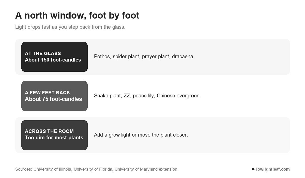 North facing window plants by distance: about 150 foot-candles at the glass for pothos and spider plant, about 75 a few feet back for snake plant, ZZ and peace lily, too dim across the room