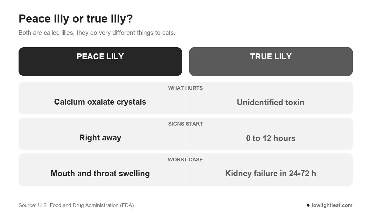 Are peace lilies toxic to cats compared with true lilies: crystals versus unknown toxin, signs right away versus 0 to 12 hours, mouth swelling versus kidney failure