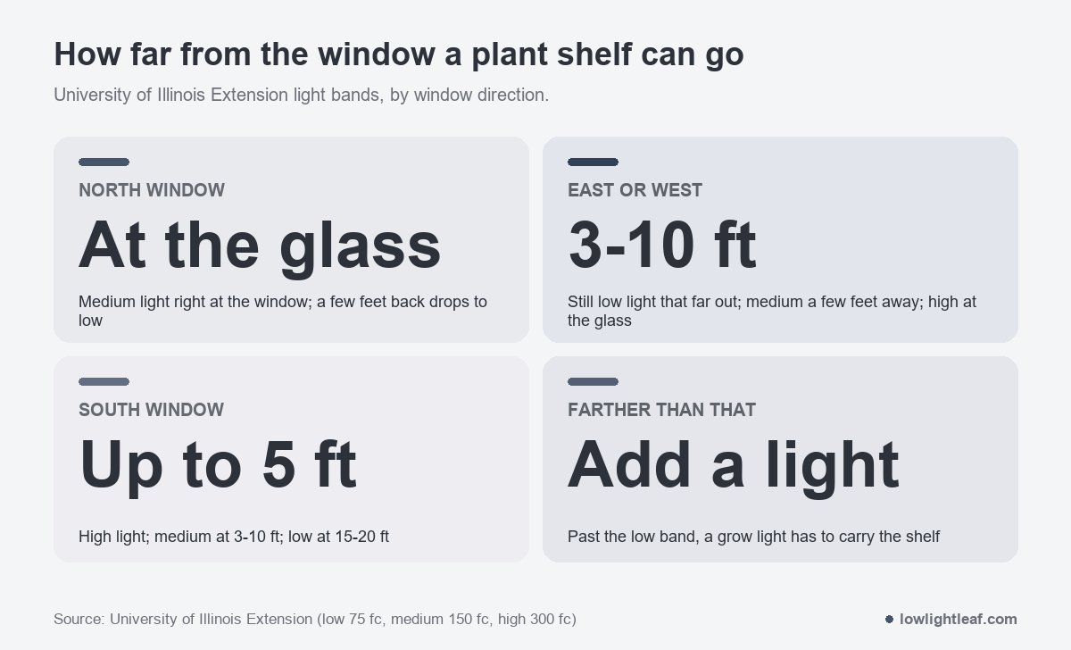 How far from the window a plant shelf can go: medium light only at the glass of a north window, low light 3 to 10 feet from an east or west window, high light up to 5 feet from a south window, grow light beyond