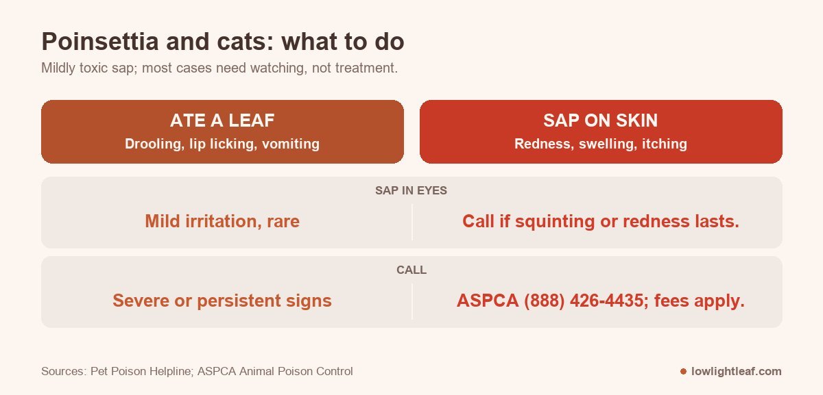 Are poinsettias poisonous to cats: eating a leaf causes drooling or vomiting, sap irritates skin and eyes, call if signs are severe or persistent