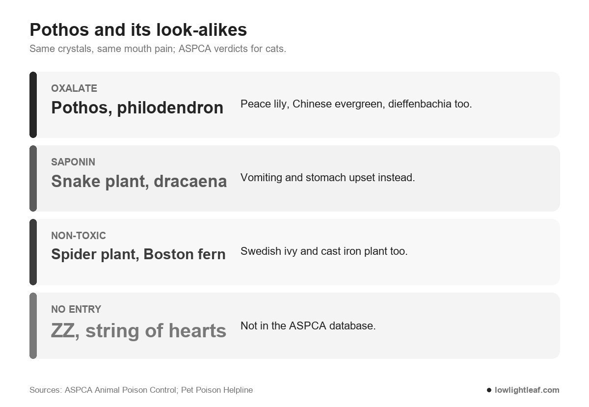 Is pothos toxic to cats: pothos, philodendron, peace lily and dieffenbachia share calcium oxalate crystals, snake plant and dracaena contain saponins, spider plant and Boston fern are non-toxic