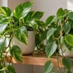 Golden pothos and heartleaf philodendron growing side by side