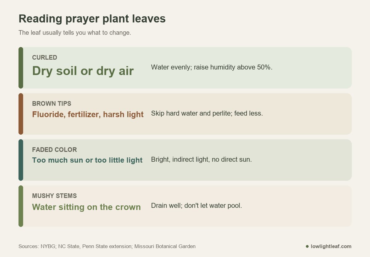 Prayer plant care by leaf sign: curled leaves need moisture and humidity, brown tips point to fluoride or fertilizer, faded color to light, mushy stems to water on the crown