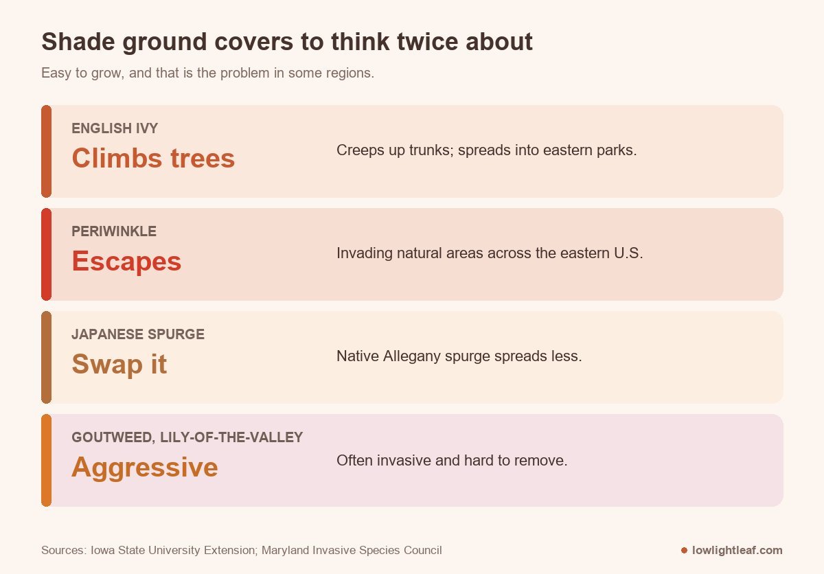 Ground cover for shade to plant with care: English ivy climbs trees, periwinkle escapes, Japanese spurge has a native swap, goutweed is aggressive