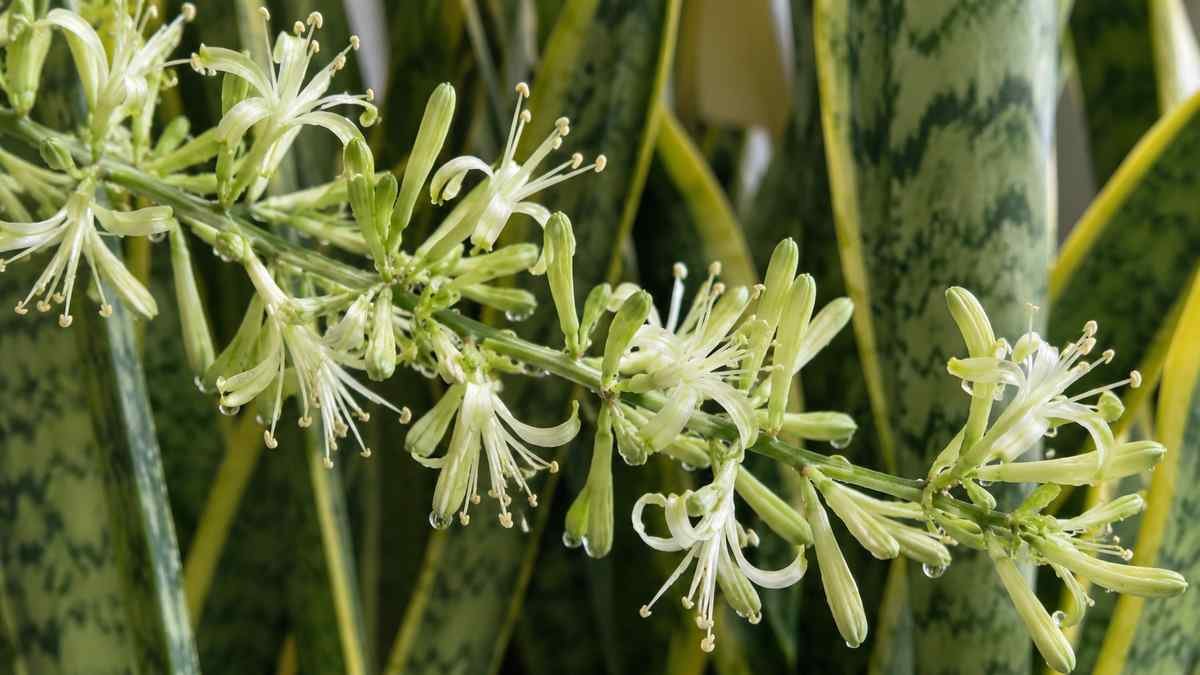 Close-up of greenish-white snake plant flowers with clear nectar droplets