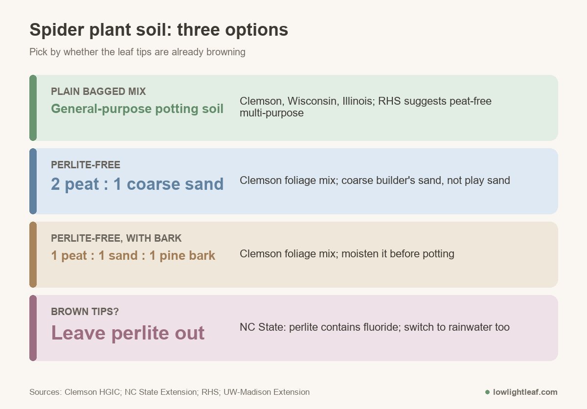 Spider plant soil options: plain general-purpose potting mix, a perlite-free mix of 2 parts peat to 1 part coarse sand, a perlite-free mix of 1 part peat, sand and pine bark, and leave perlite out if tips are browning