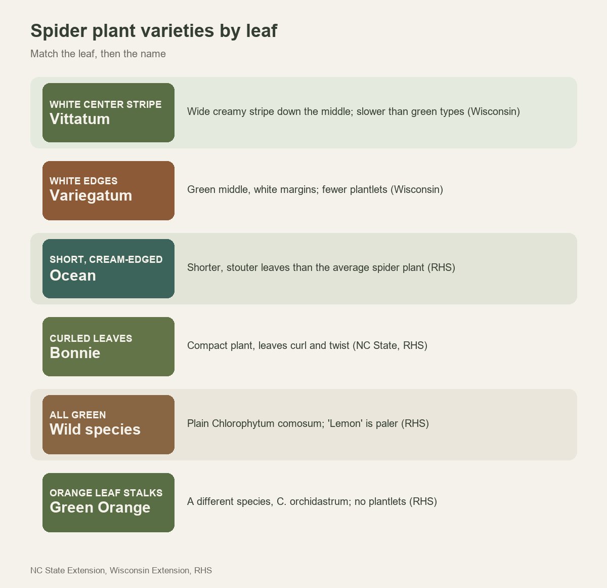 Spider plant varieties by leaf: white center stripe is Vittatum, white edges Variegatum, short cream-edged leaves Ocean, curled leaves Bonnie, all green the wild species, orange leaf stalks Green Orange