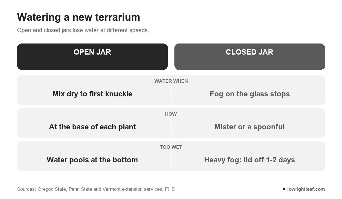 How to water an open versus a closed terrarium in the first month, from when to water to signs of too much water