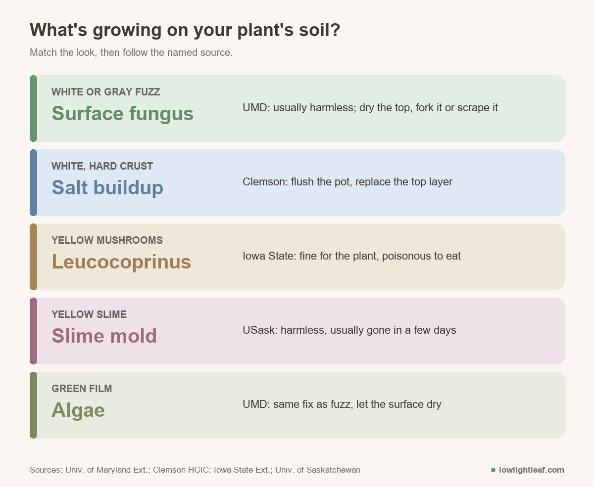 Identification key for growths on houseplant soil: white fuzz is surface fungus, white crust is salt buildup, yellow mushrooms are Leucocoprinus, yellow slime is slime mold, green film is algae