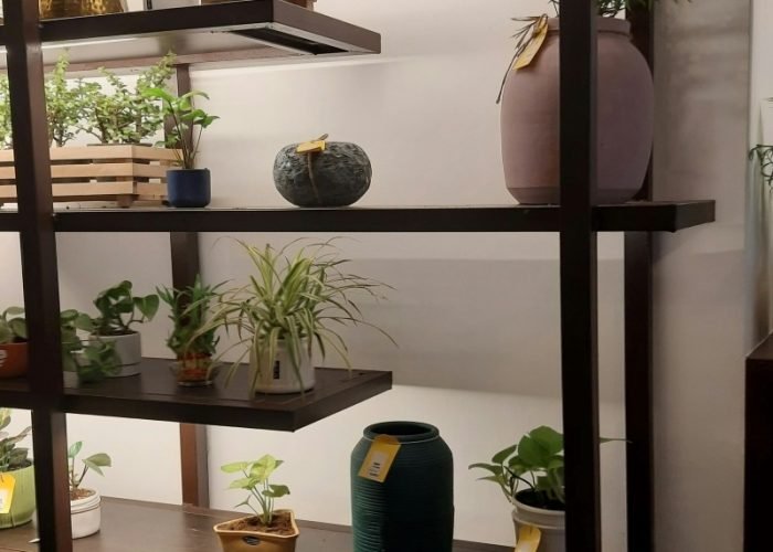 Indoor Low light plants placed on modern wooden shelves in a cozy home setup