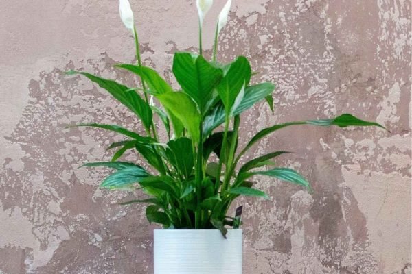 Peace Lily (Spathiphyllum): An elegant indoor plant with white blooms that purify the air