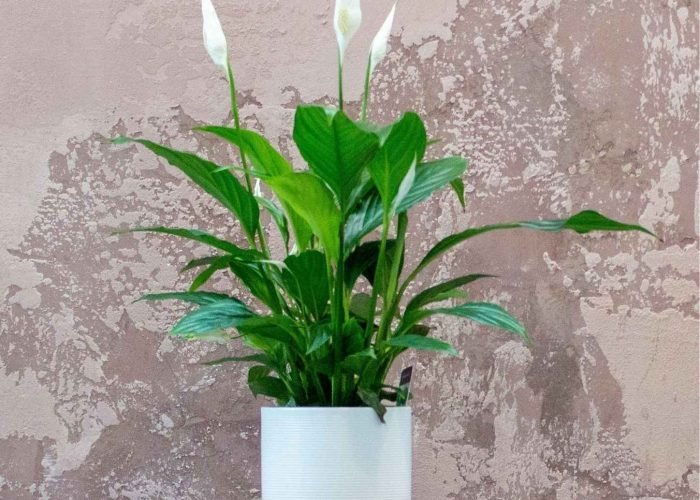 Peace Lily (Spathiphyllum): An elegant indoor plant with white blooms that purify the air