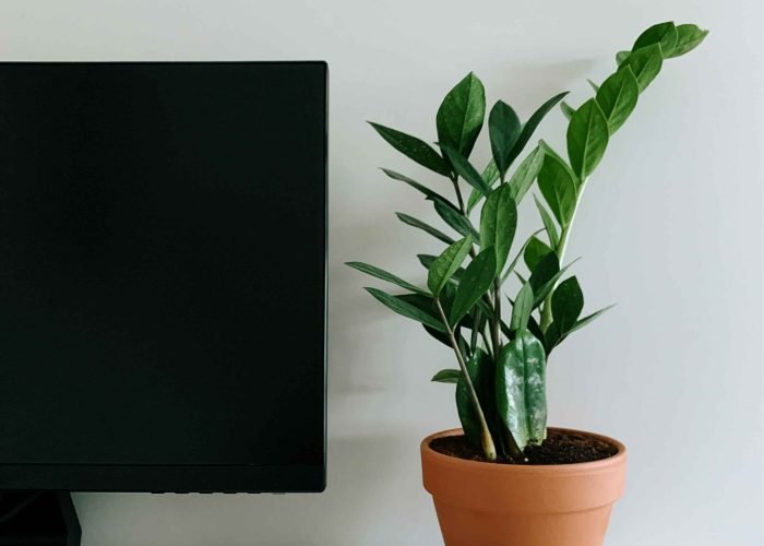 ZZ Plant (Zamioculcas zamiifolia)—low-maintenance indoor plant for low light